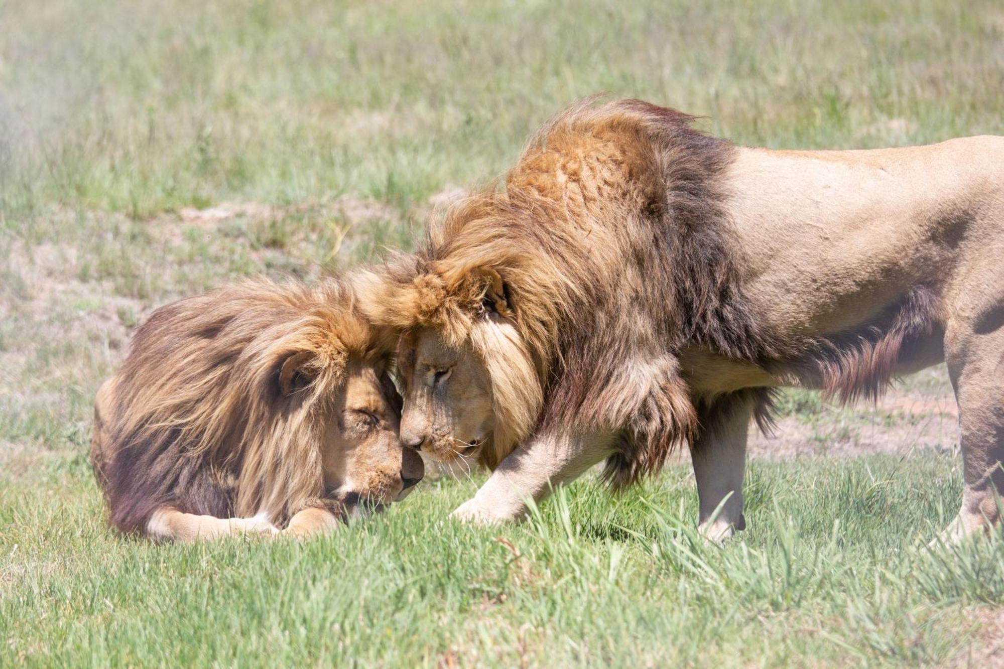 Villa Lionsrock Big Cat Sanctuary Bethlehem Exterior foto