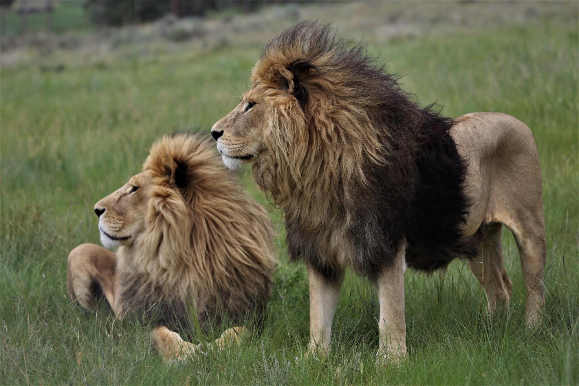 Villa Lionsrock Big Cat Sanctuary Bethlehem Exterior foto