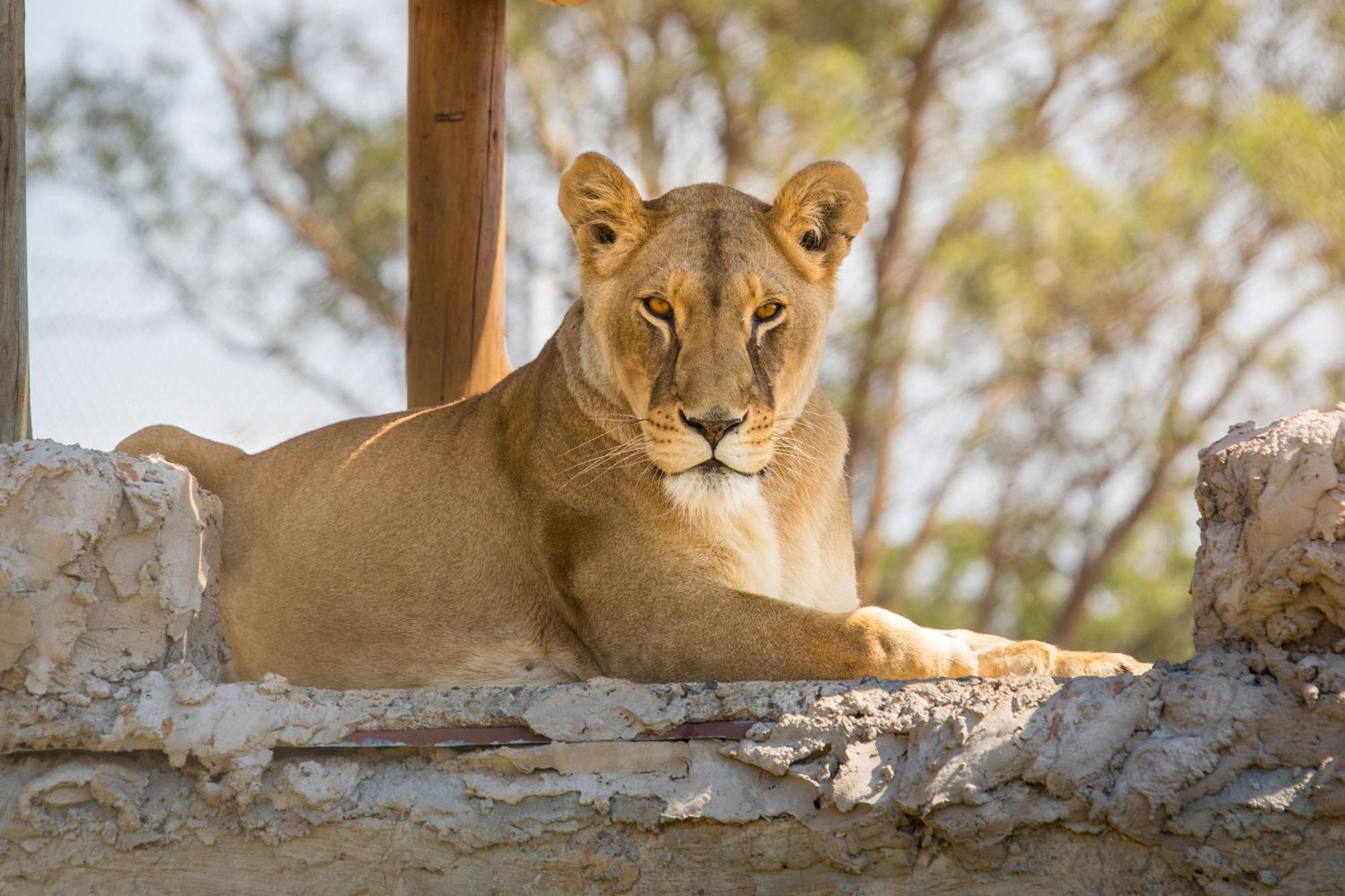 Villa Lionsrock Big Cat Sanctuary Bethlehem Exterior foto