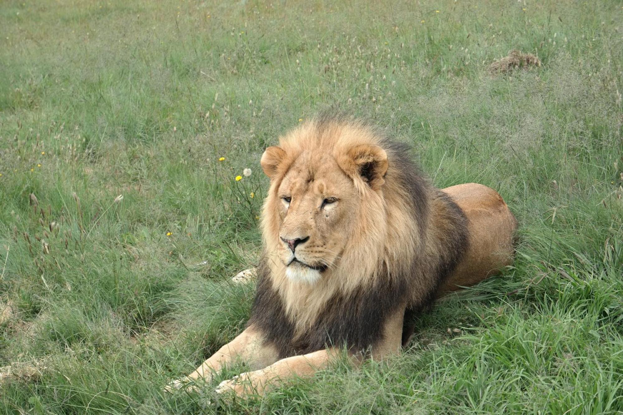 Villa Lionsrock Big Cat Sanctuary Bethlehem Exterior foto