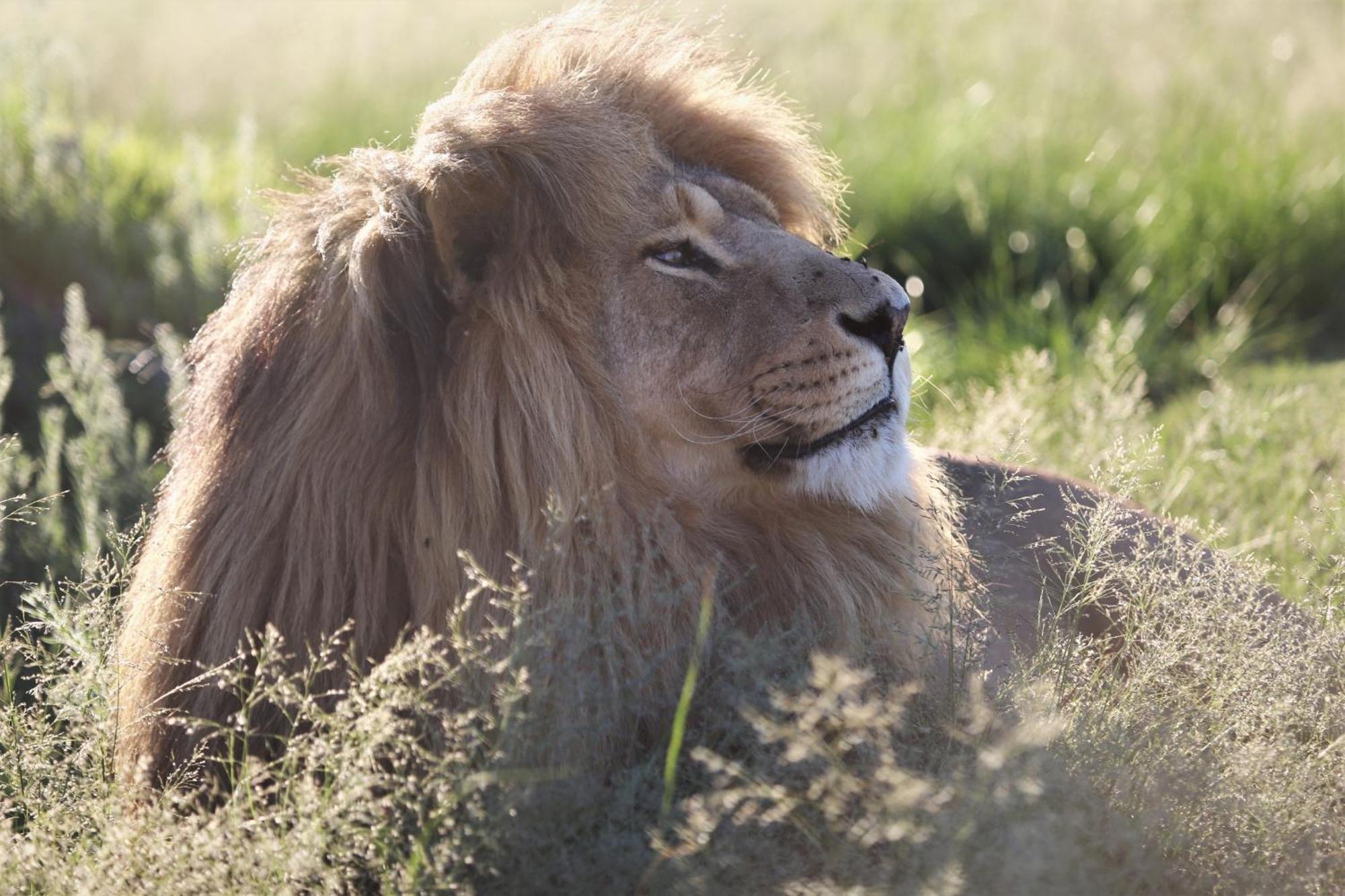 Villa Lionsrock Big Cat Sanctuary Bethlehem Exterior foto