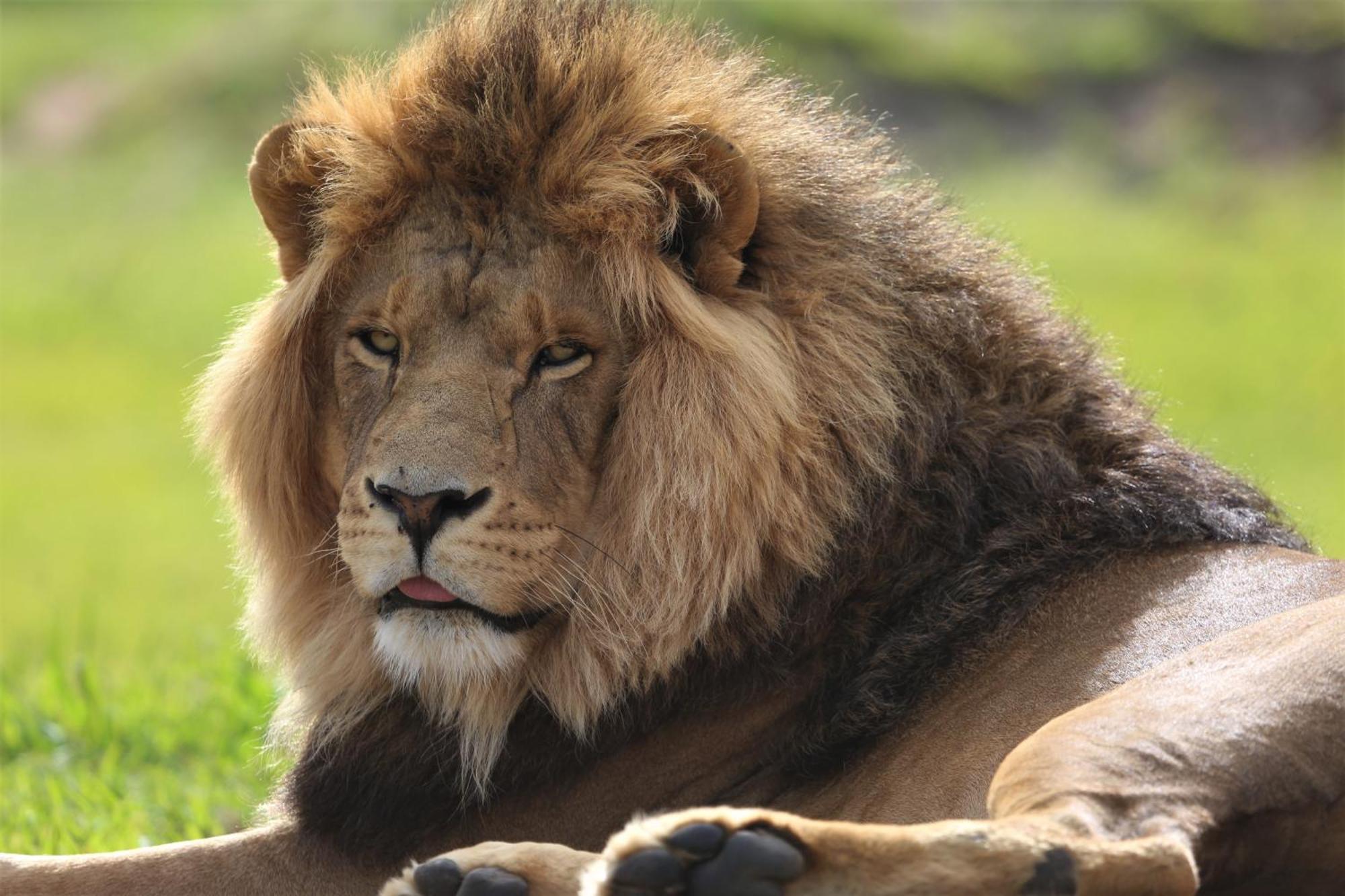 Villa Lionsrock Big Cat Sanctuary Bethlehem Exterior foto