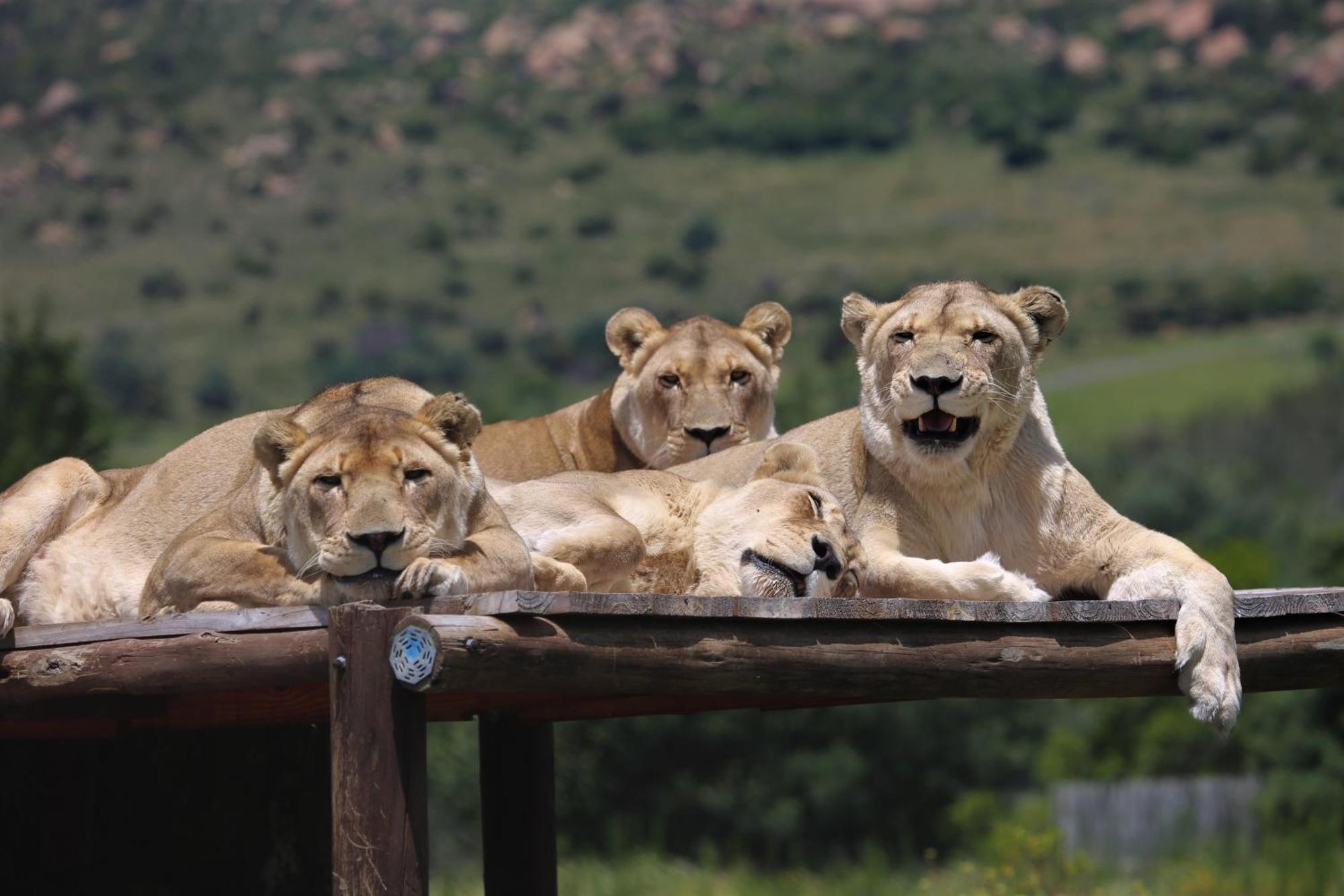 Villa Lionsrock Big Cat Sanctuary Bethlehem Exterior foto