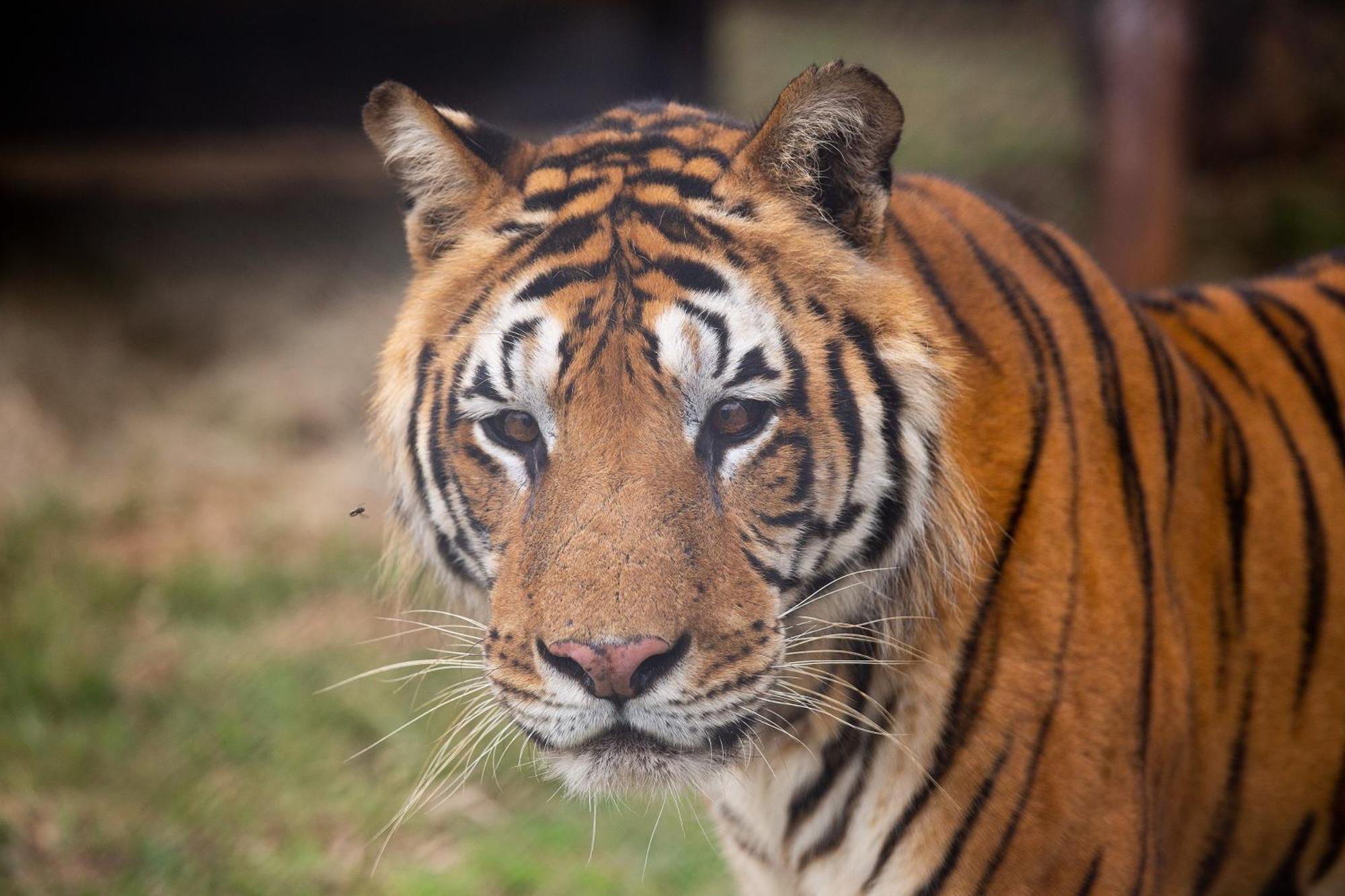 Villa Lionsrock Big Cat Sanctuary Bethlehem Exterior foto