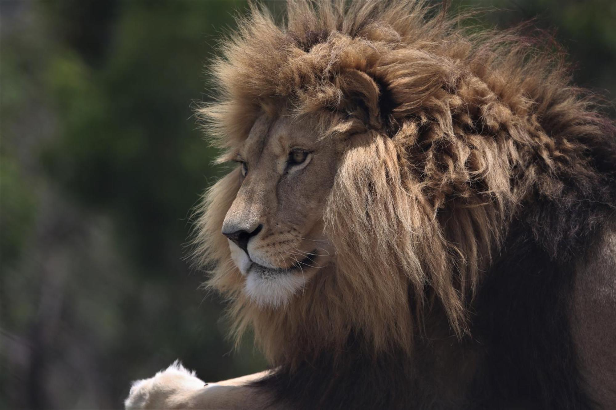 Villa Lionsrock Big Cat Sanctuary Bethlehem Exterior foto