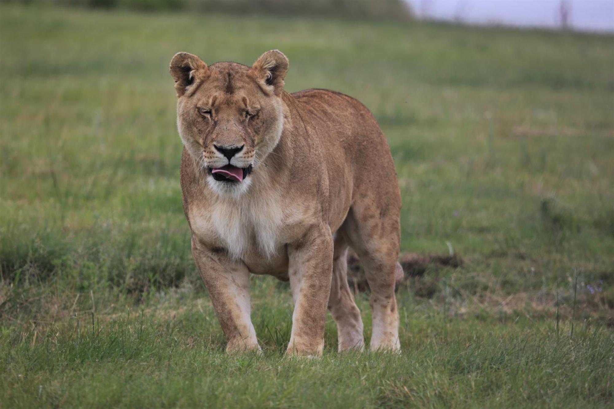Villa Lionsrock Big Cat Sanctuary Bethlehem Exterior foto