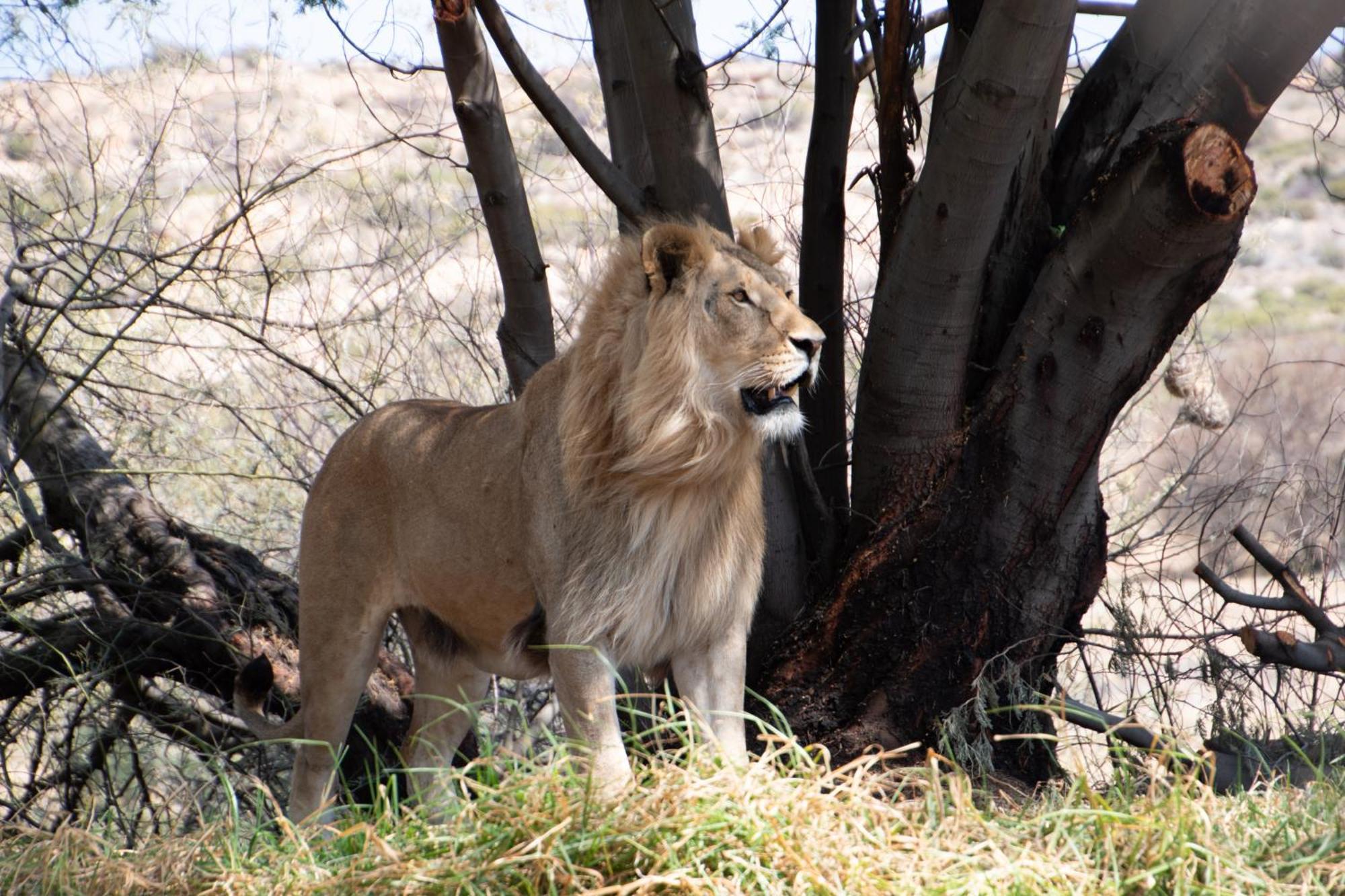 Villa Lionsrock Big Cat Sanctuary Bethlehem Exterior foto