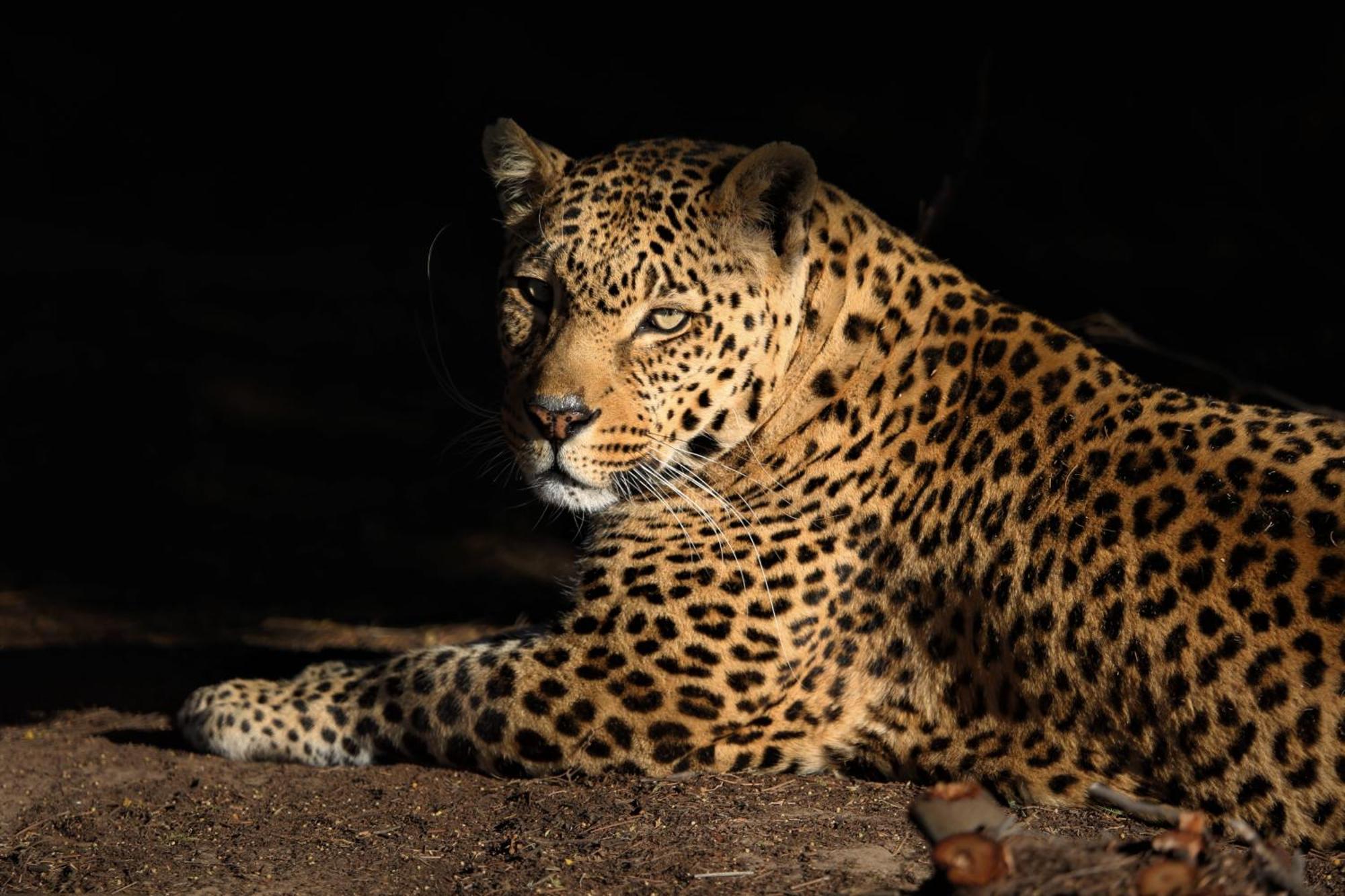 Villa Lionsrock Big Cat Sanctuary Bethlehem Exterior foto